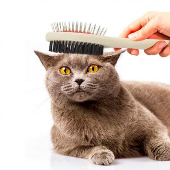 Щетка для домашних животных "TOBY" NTEU3-98345